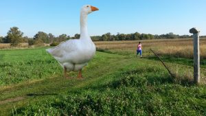 The largest goose I have ever seen