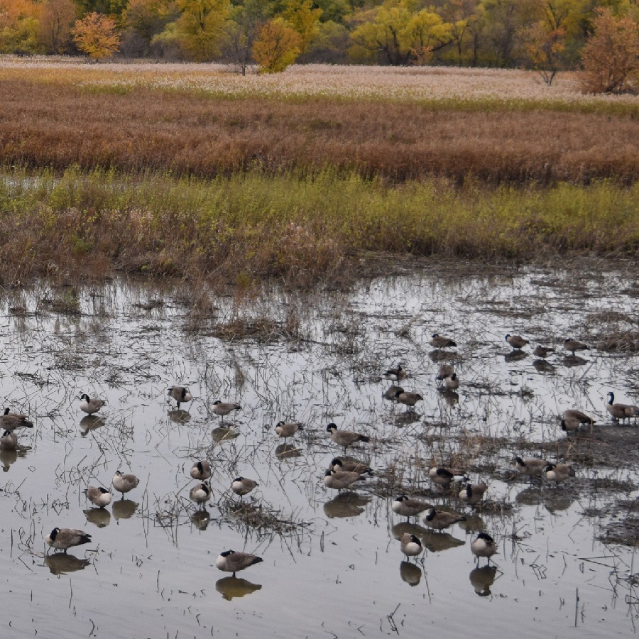 On the Rice Creek Trail, as fall approaches, view waterfowl as they gather for and prepare for migration.