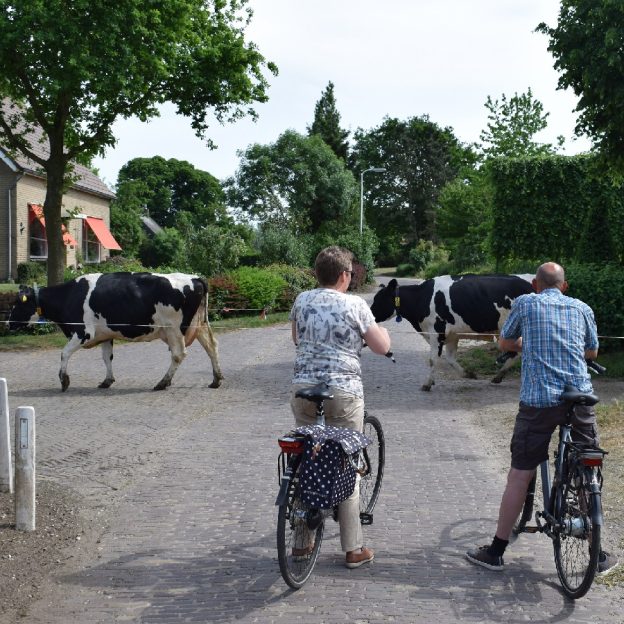 Here in the Netherlands and around the world it is not uncommon for touring cyclists to have to make a road crossing stop when a heard of cattle are moved in from the pasture to the milking parlor. M'delicious = butter, cheese and ice cream!