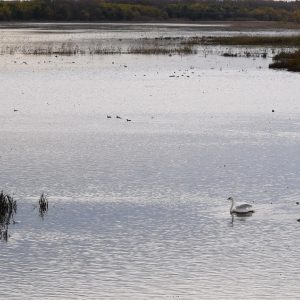 Bring the binoculars along, for some of the birds sittings along the trail you may see!