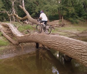 Here is a fallen branch that acts as a bridge in the MN river bottoms.