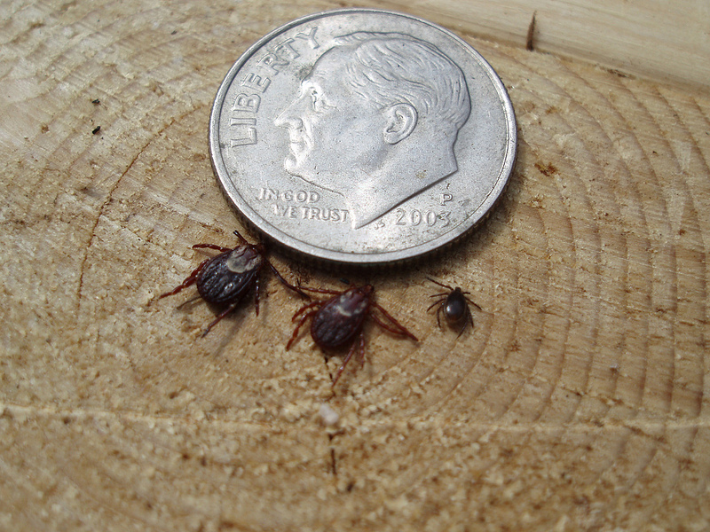 Two wood ticks and a deer tick pose with Roosevelt dime for reference. photo by David Bosshart