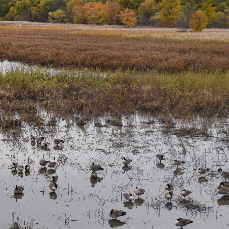 As migratory birds start gather for their departure south on the flyway this fall.