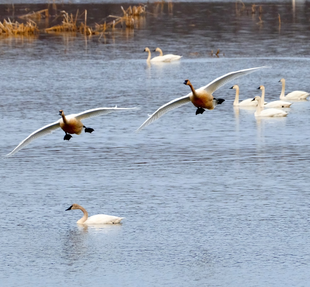 As fall colors peak, a Minnesota wildlife marvel begins